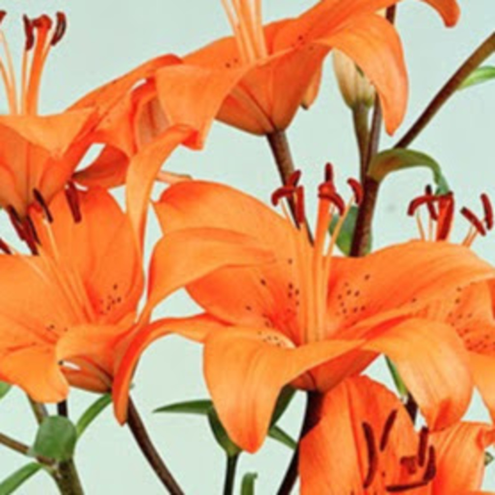 Meet your Posher, Melodie